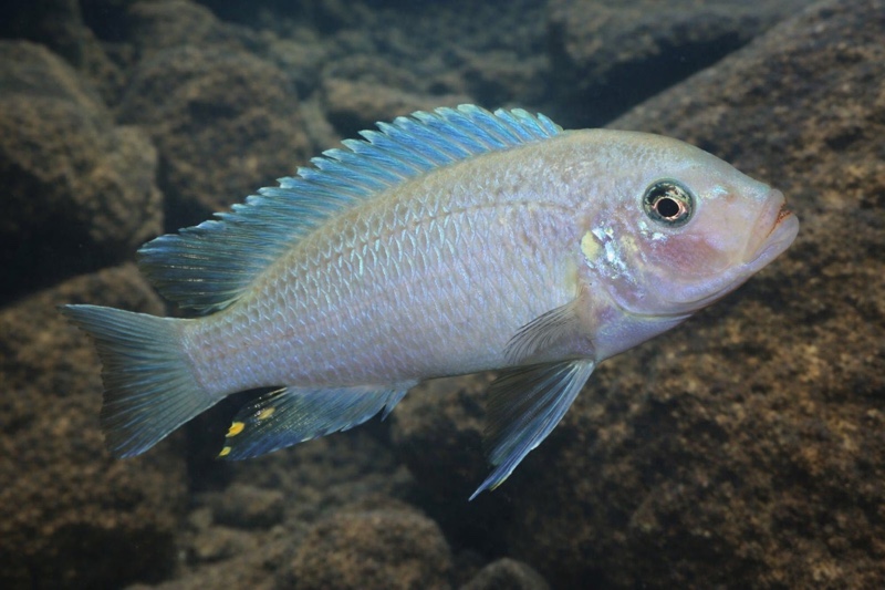 Maylandia callainos 'Ndonga'